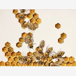  HONEYBEES AT WORK av Sissel Endresen 