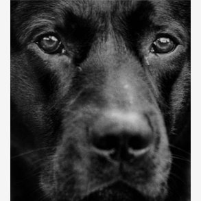  PER MANING Leo, kunstkort 