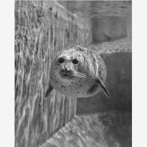  PER MANING Seal 1, kunstkort