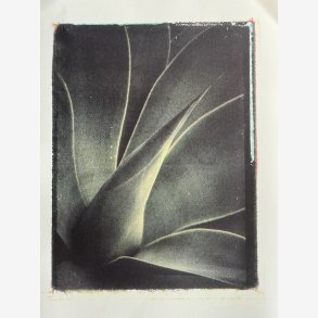 AGAVE kunstbildet av Tone Foght